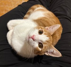 Luna is a fun and silly energetic girl She loves to play with any toy she can find and loves