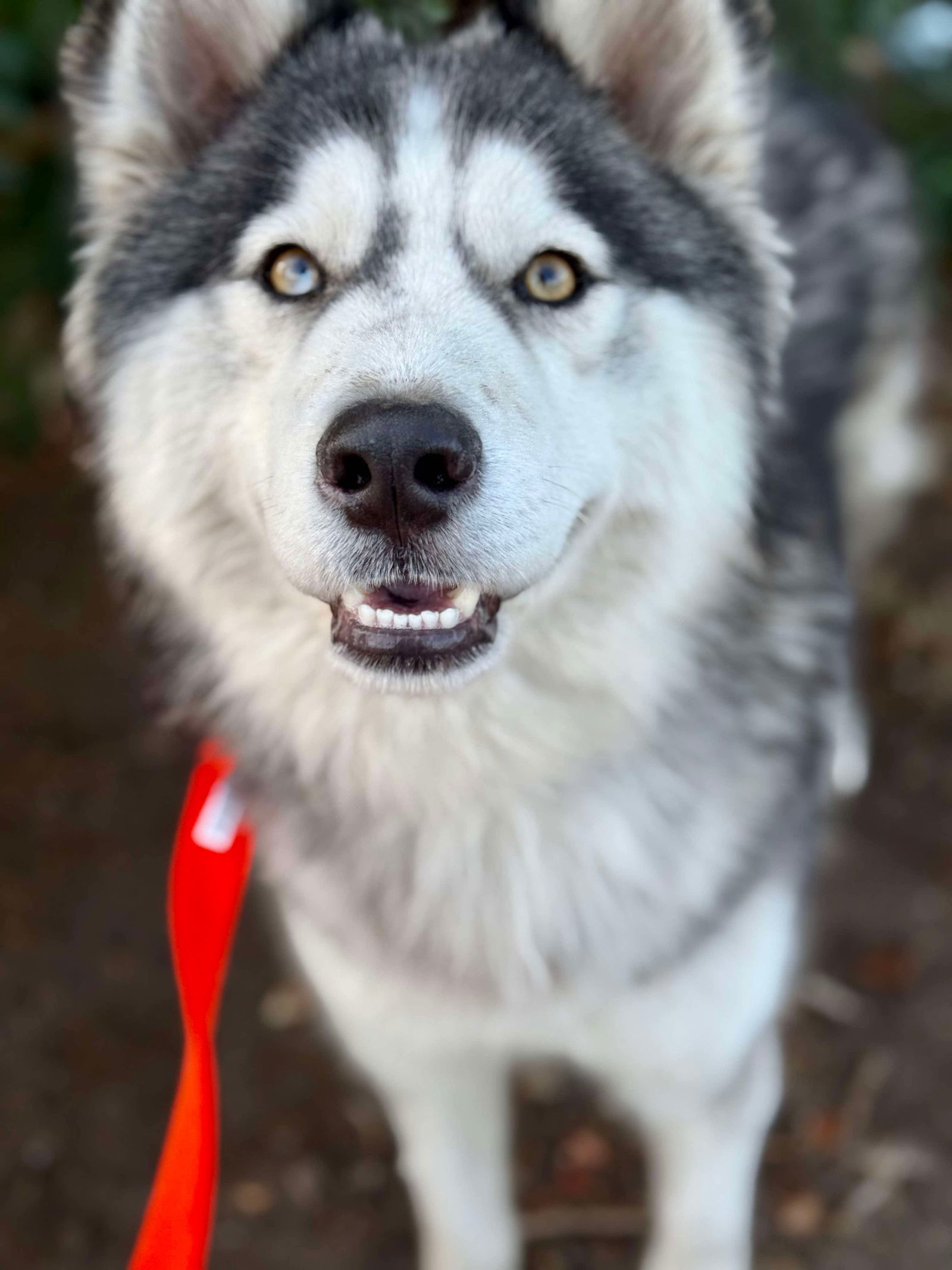 Mr. Husky, an adoptable Husky in Duluth, MN, 55807 | Photo Image 1