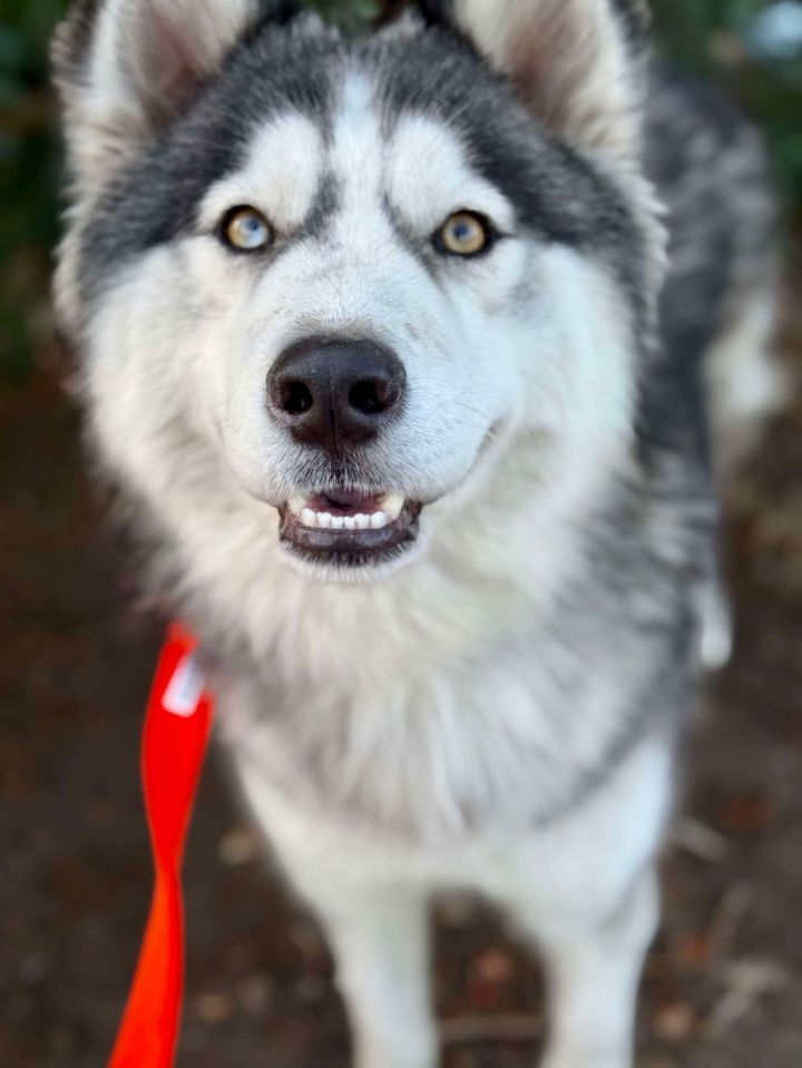 Mr. Husky 1