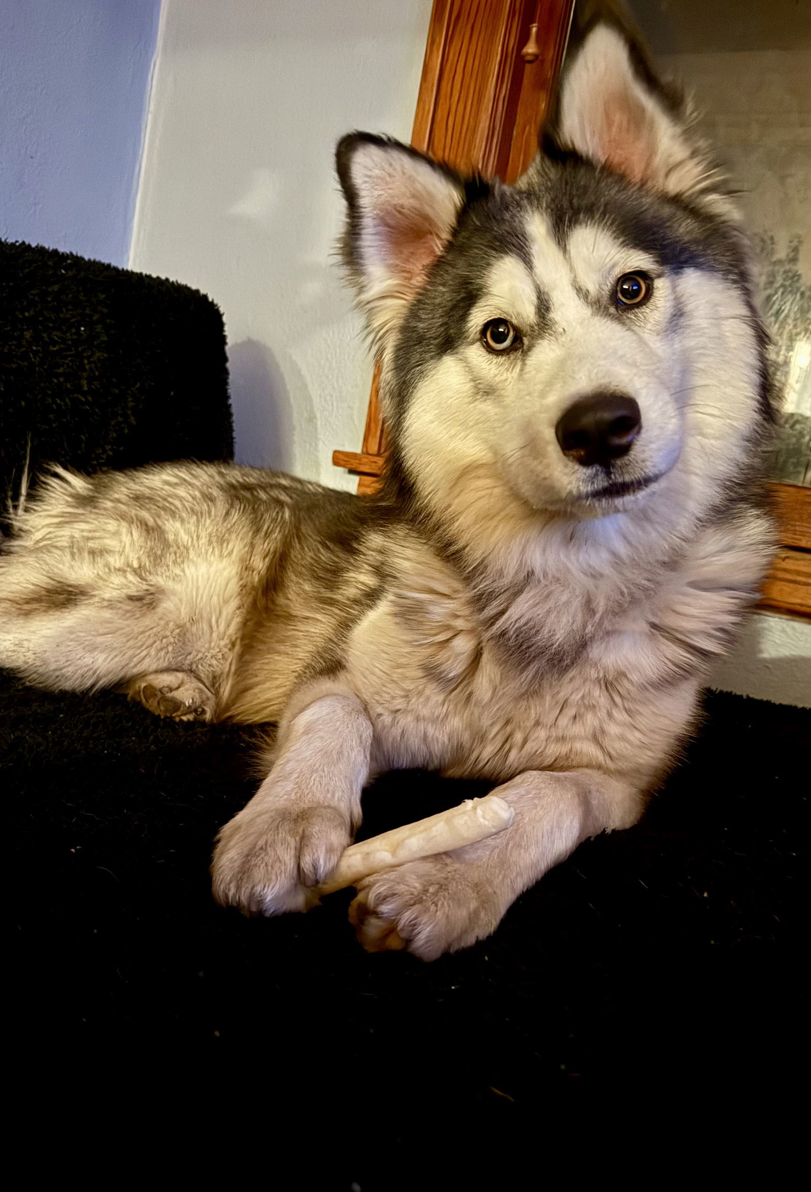 Mr. Husky, an adoptable Husky in Duluth, MN, 55807 | Photo Image 2
