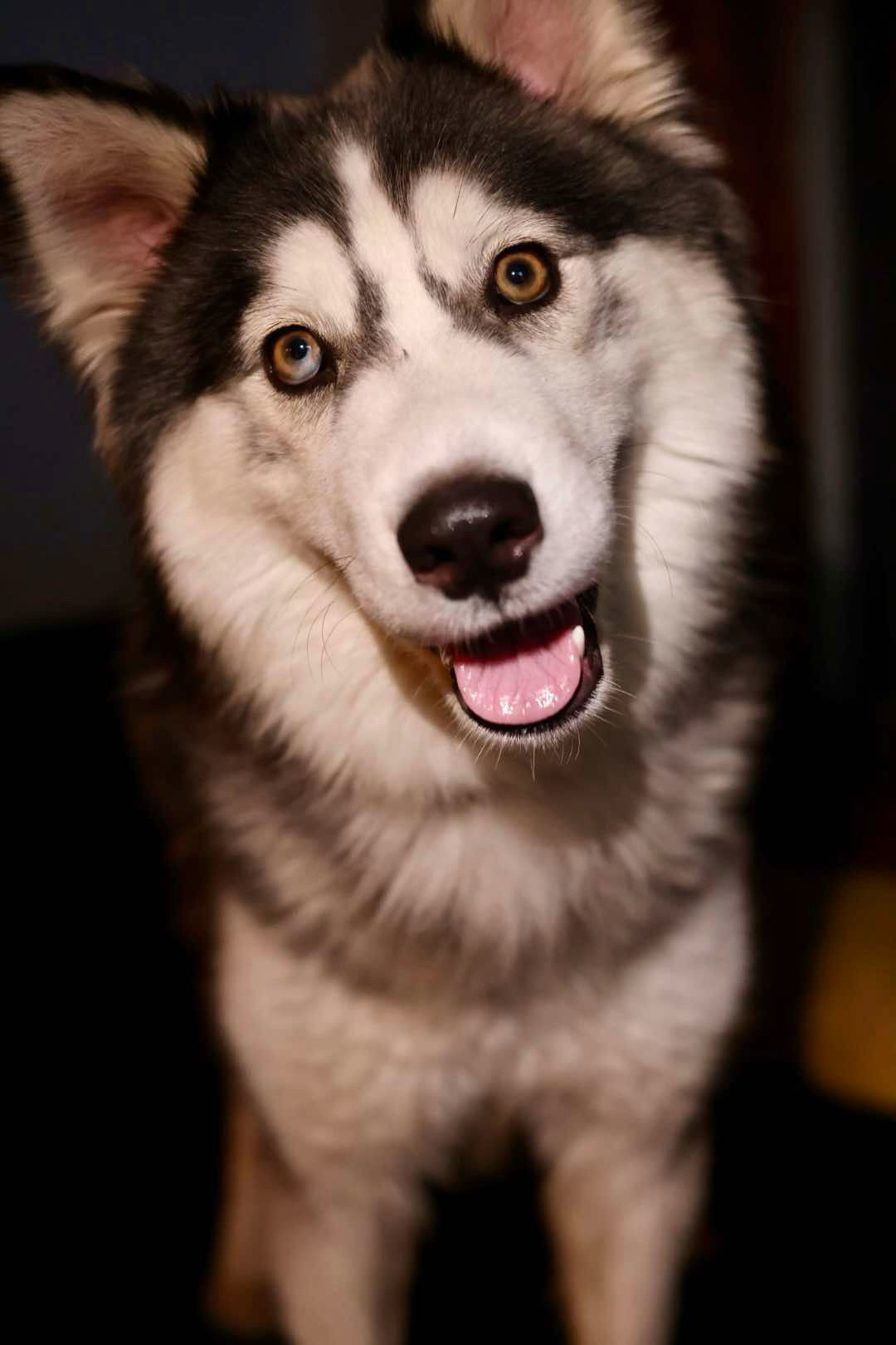 Mr. Husky, an adoptable Husky in Duluth, MN, 55807 | Photo Image 3