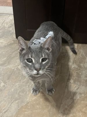 Finn Domestic Short Hair Cat