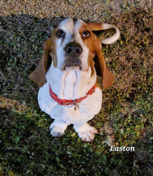 EASTON - ADOPTION PENDING!