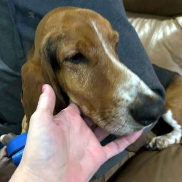 MARIGOLD - ADOPTION PENDING!