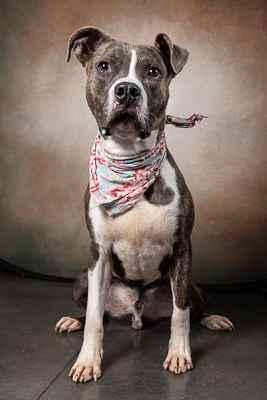 Puck Pit Bull Terrier Dog