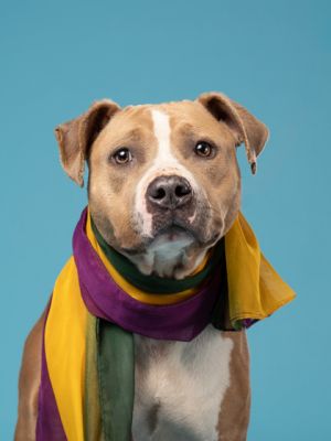 Biloxi Pit Bull Terrier Dog