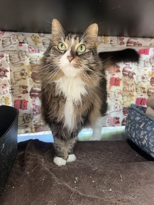 Mittens