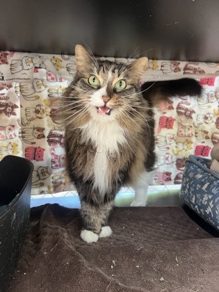 Mittens