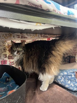 Mittens