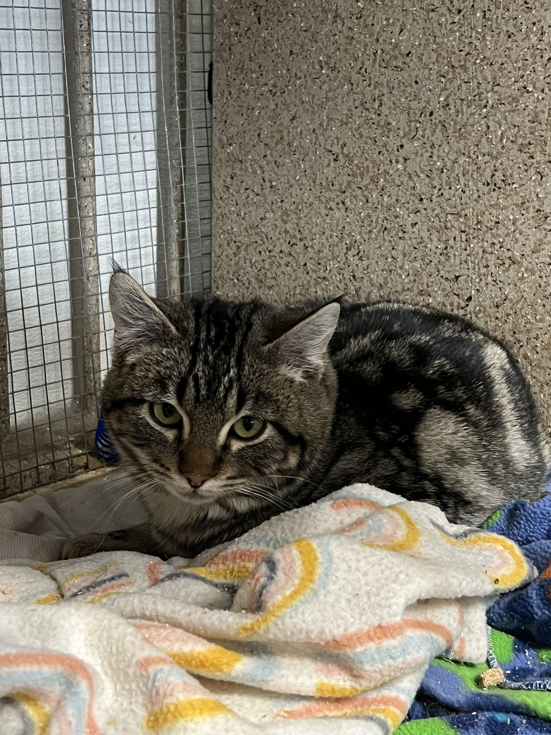 Cheermeister, an adoptable Domestic Short Hair in Dillon, MT, 59725 | Photo Image 1
