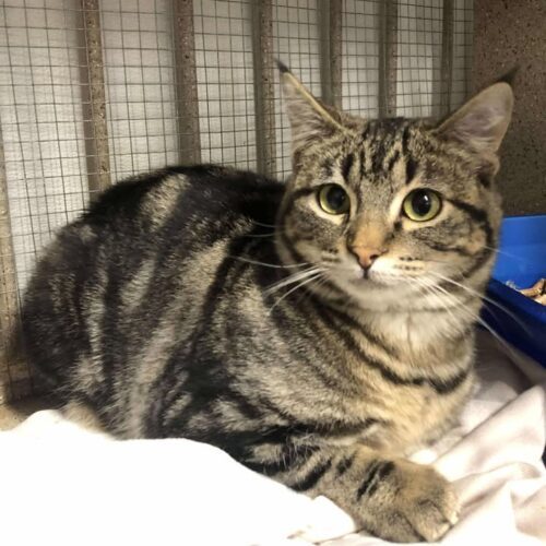 Cheermeister, an adoptable Domestic Short Hair in Dillon, MT, 59725 | Photo Image 2