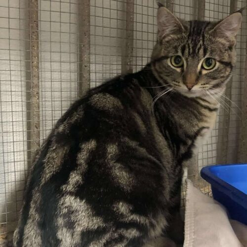 Cheermeister, an adoptable Domestic Short Hair in Dillon, MT, 59725 | Photo Image 3