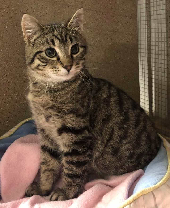 Cupid, an adoptable Domestic Short Hair in Dillon, MT, 59725 | Photo Image 1