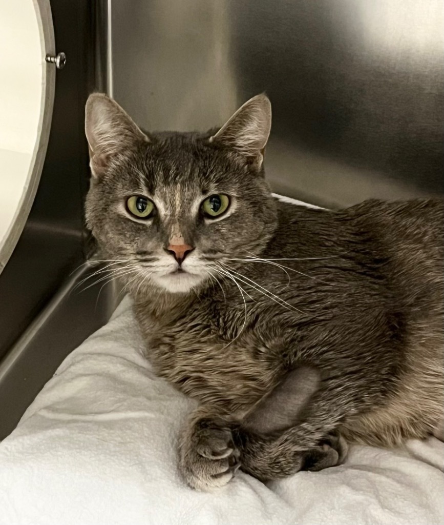 Whitney, an adoptable Domestic Short Hair in Las Vegas, NV, 89130 | Photo Image 1