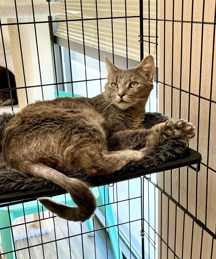 Whitney, an adoptable Domestic Short Hair in Las Vegas, NV, 89130 | Photo Image 2