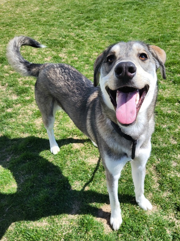 Ivan 42637, an adoptable Siberian Husky in Pocatello, ID, 83205 | Photo Image 1