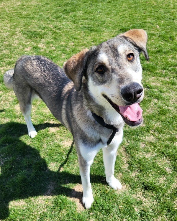 Ivan 42637, an adoptable Siberian Husky in Pocatello, ID, 83205 | Photo Image 2