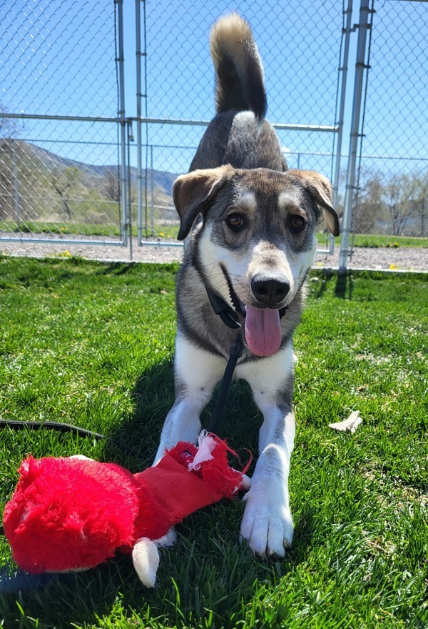 Ivan 42637, an adoptable Siberian Husky in Pocatello, ID, 83205 | Photo Image 3