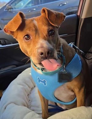 Louie (aka Dre) Bolster, Senior Male Beagle