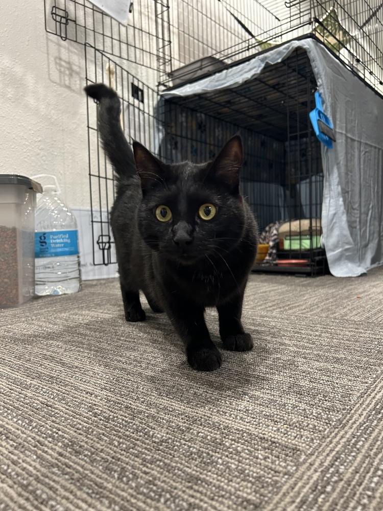 Punky, an adoptable Domestic Short Hair in Fort collins, CO, 80526 | Photo Image 1