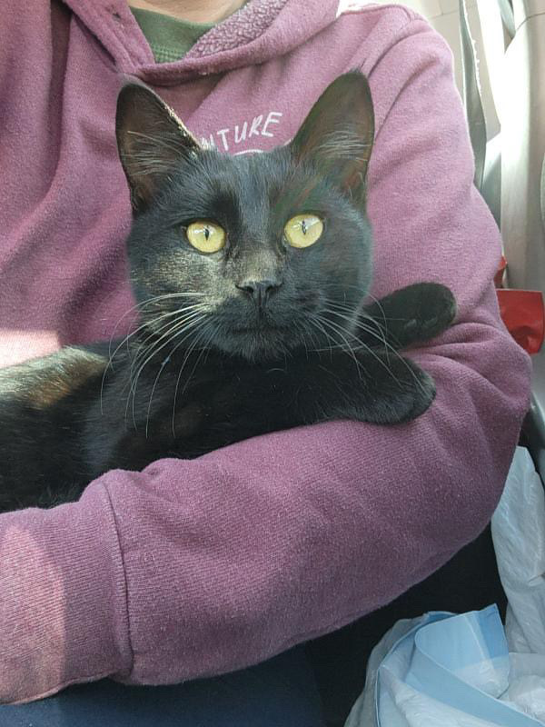 Punky, an adoptable Domestic Short Hair in Fort collins, CO, 80526 | Photo Image 2