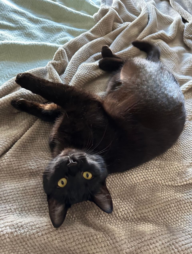 Punky, an adoptable Domestic Short Hair in Fort collins, CO, 80526 | Photo Image 3