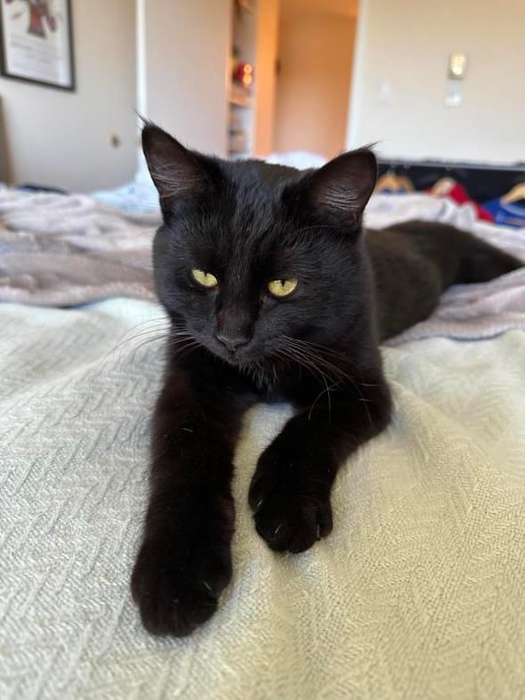 Punky, an adoptable Domestic Short Hair in Fort collins, CO, 80526 | Photo Image 4