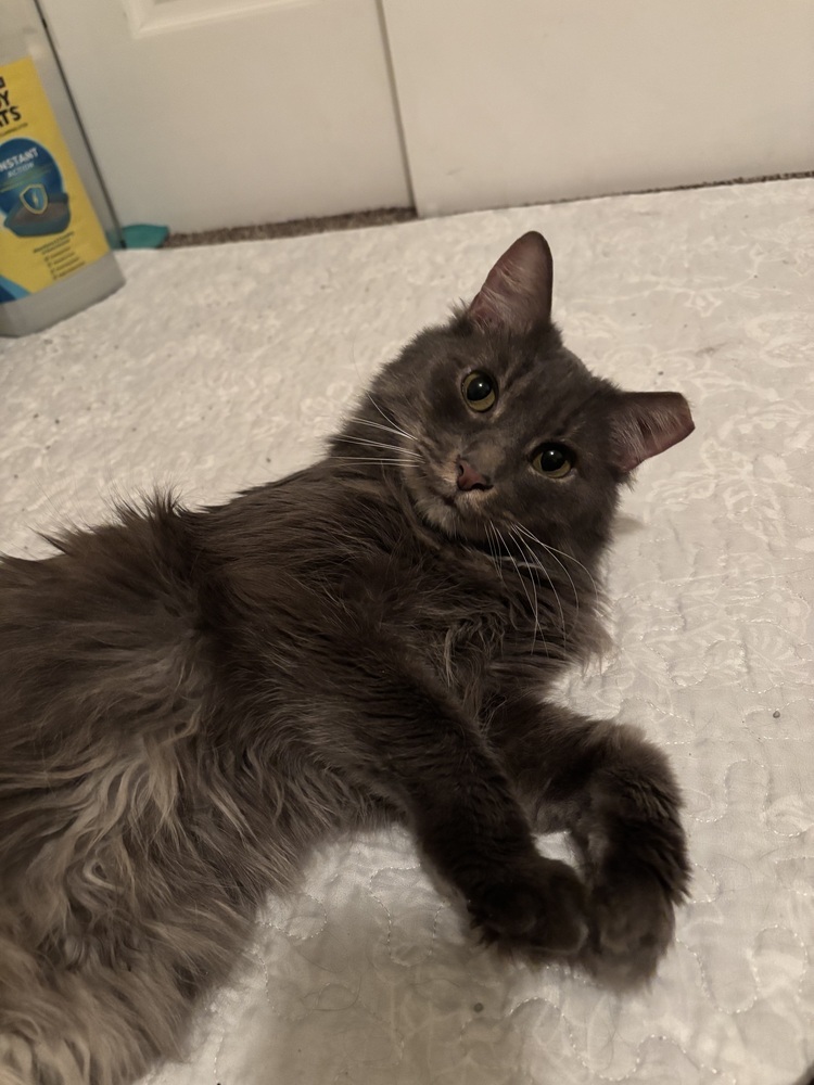 Thomas, an adoptable Domestic Medium Hair in Fort collins, CO, 80526 | Photo Image 1