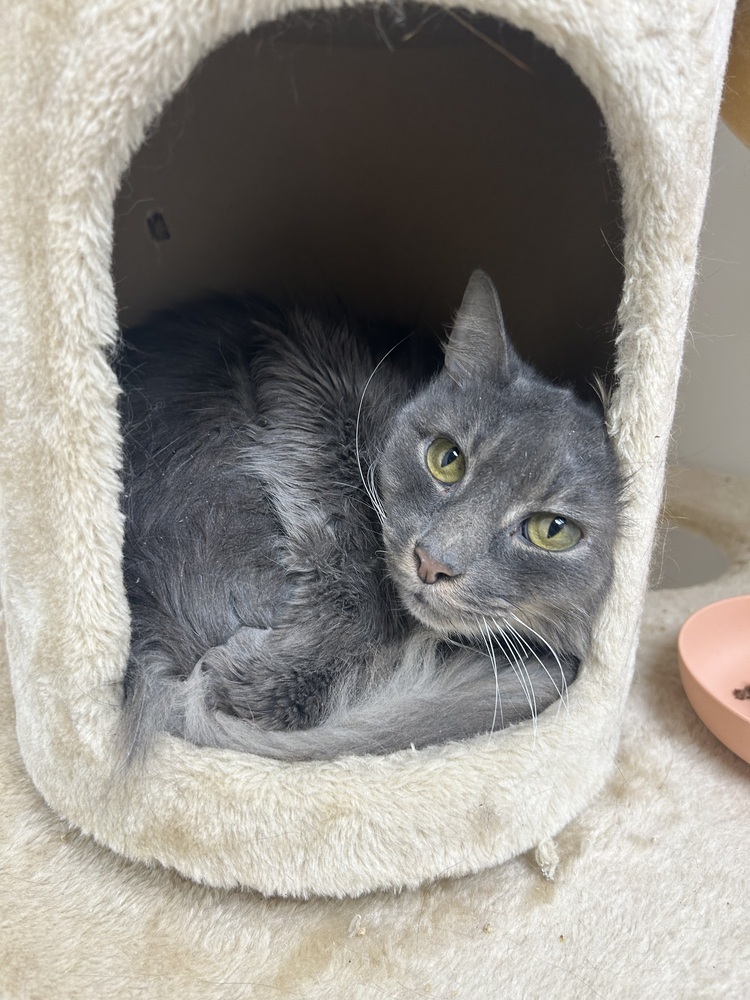 Thomas, an adoptable Domestic Medium Hair in Fort collins, CO, 80526 | Photo Image 2