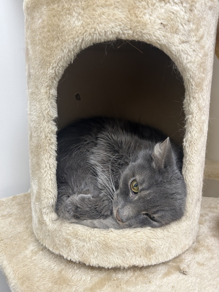 Thomas, an adoptable Domestic Medium Hair in Fort collins, CO, 80526 | Photo Image 3