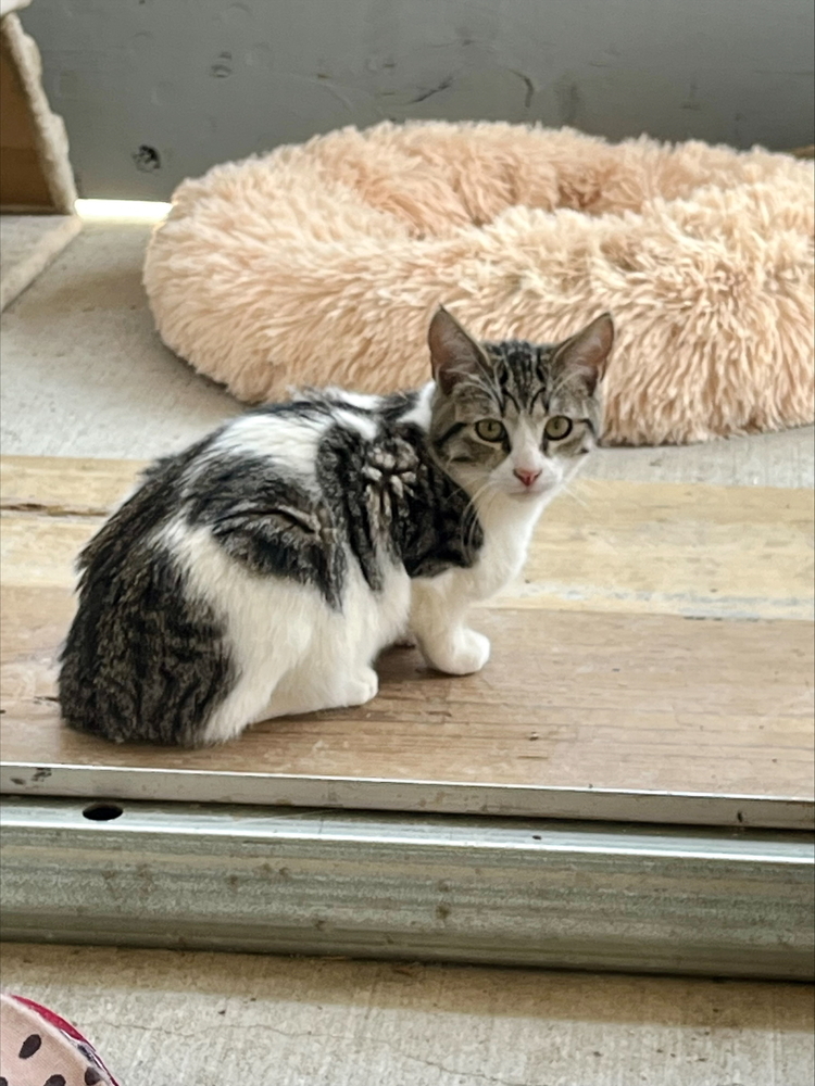 Benson