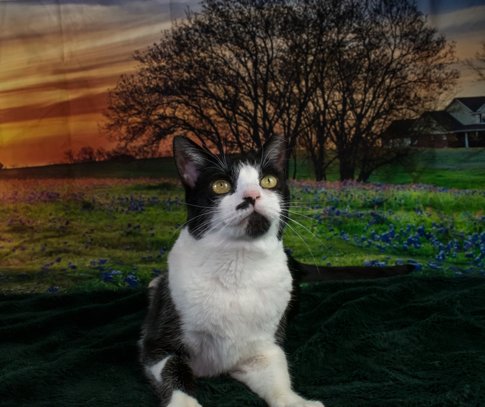 Mustache, an adoptable Ragdoll in Richardson, TX, 75085 | Photo Image 1