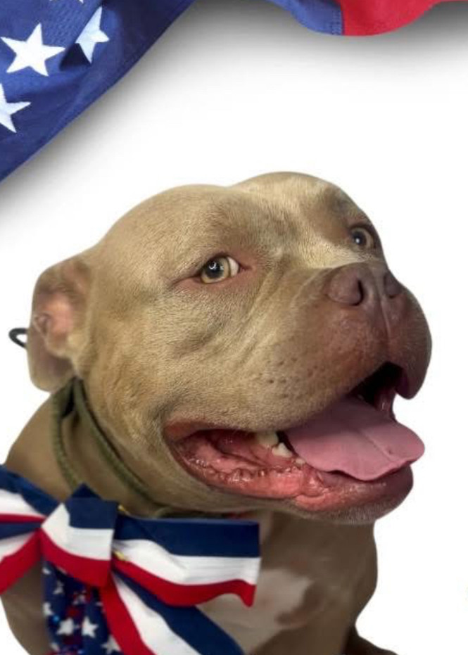 LOKI - $0 Adoption Fee!