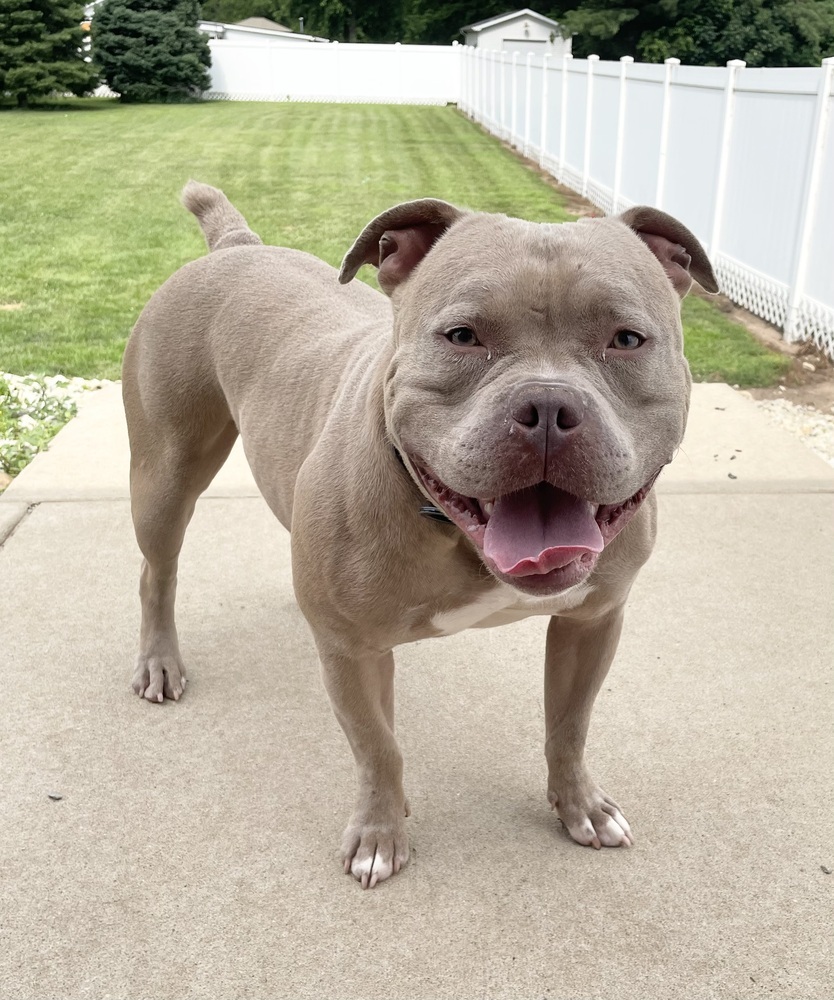 LOKI - $0 Adoption Fee!