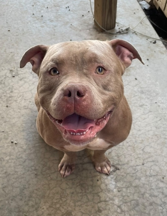 LOKI - $0 Adoption Fee!
