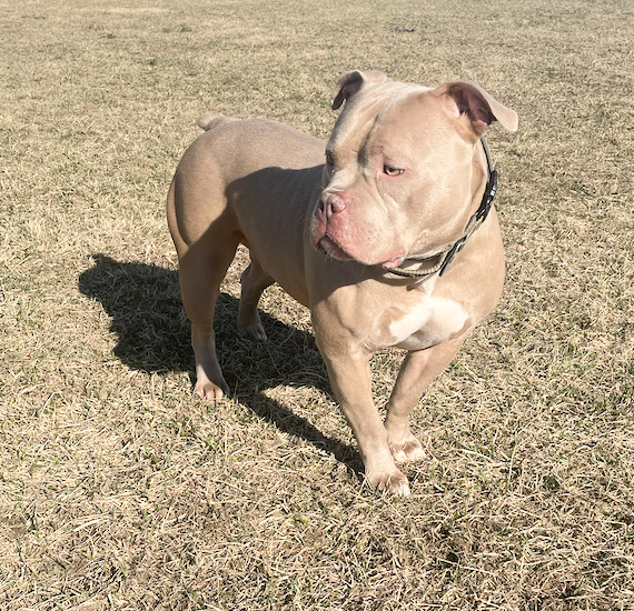 LOKI - $0 Adoption Fee!
