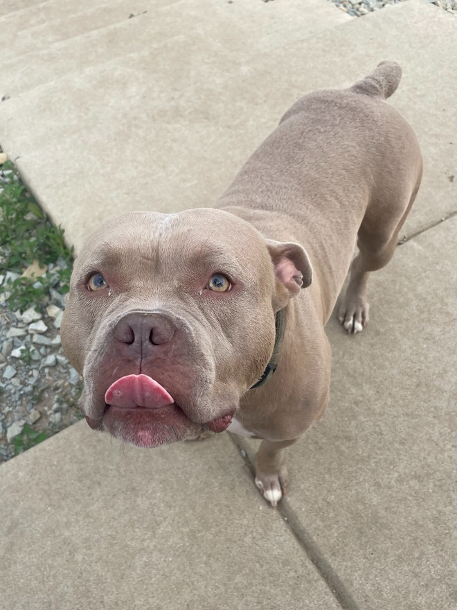 LOKI - $0 Adoption Fee!