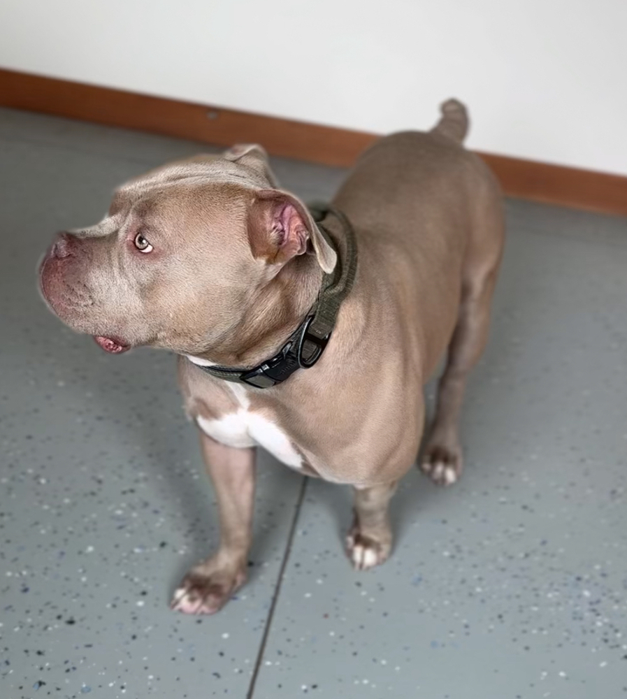 LOKI - $0 Adoption Fee!
