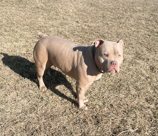 LOKI - $0 Adoption Fee!