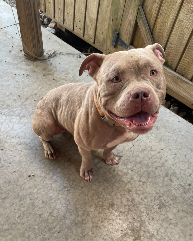 LOKI - $0 Adoption Fee!