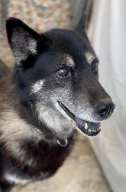 PASHA ~ Senior Lady! Sponsored Adopt Fee!