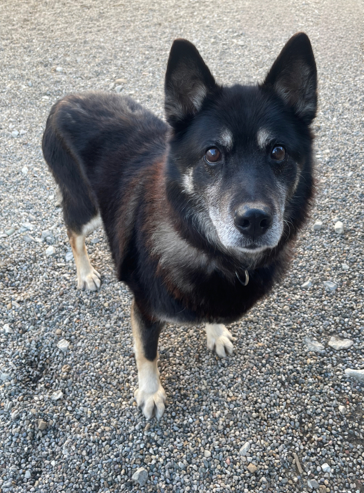 PASHA ~ Senior Lady! Sponsored Adopt Fee!