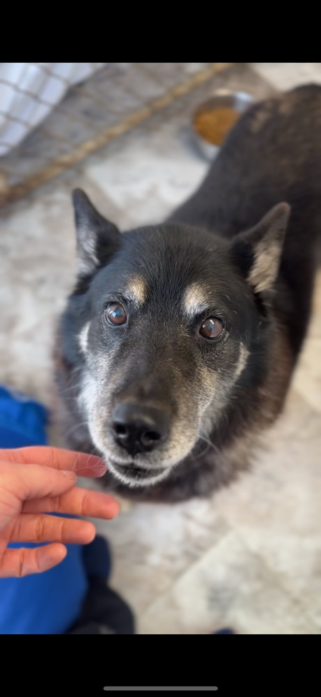 PASHA ~ Senior Lady! Sponsored Adopt Fee!