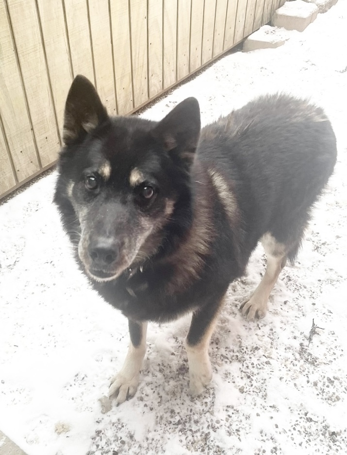 PASHA ~ Senior Lady! Sponsored Adopt Fee!