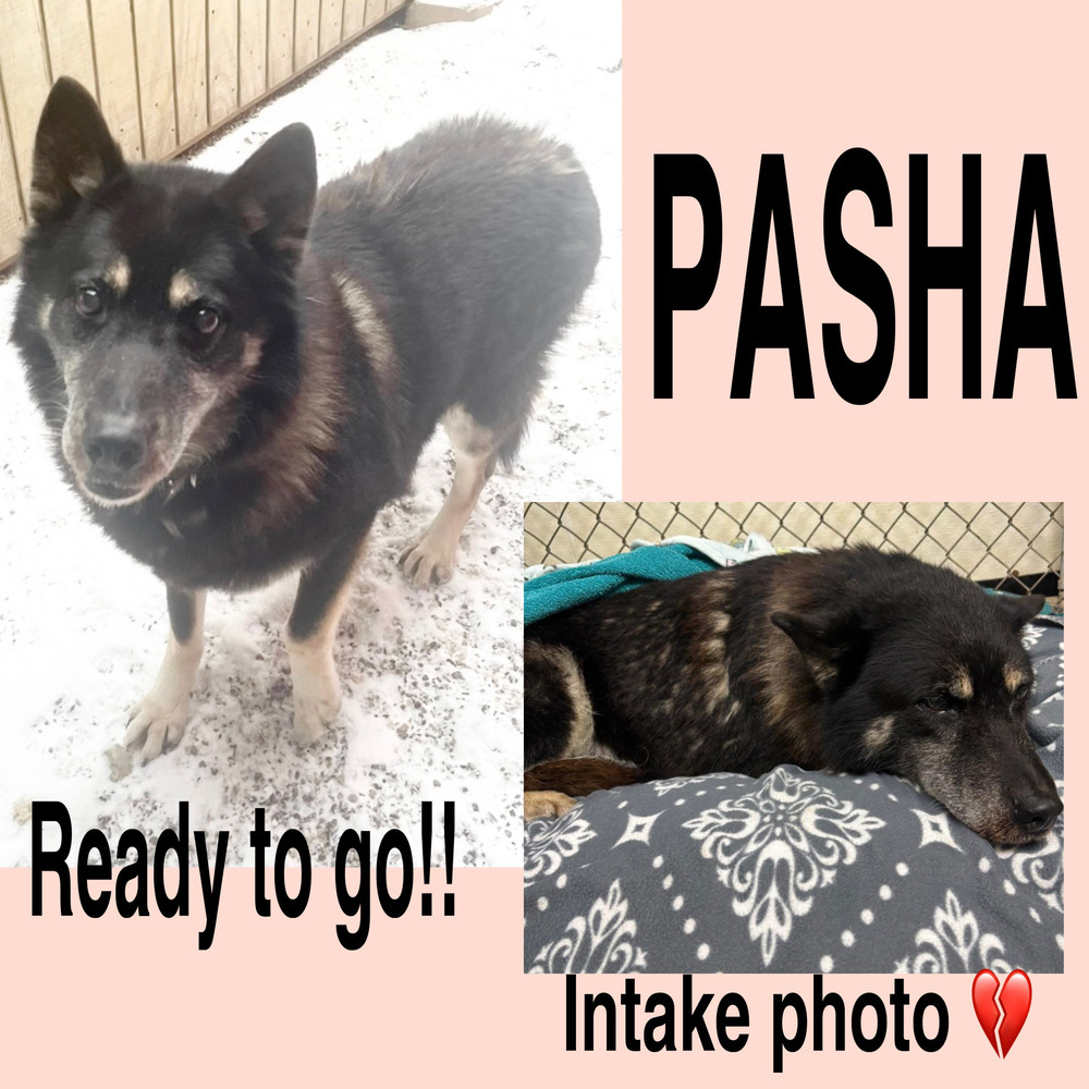 PASHA ~ Senior Lady! Sponsored Adopt Fee!