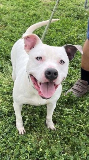 Pocco, Adult Male Mixed Breed