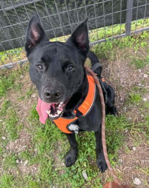 Ronnie, Young Male Mixed Breed