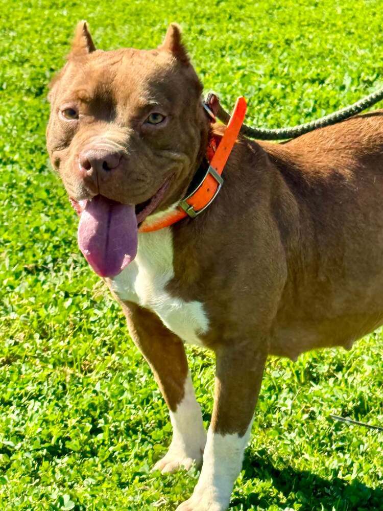 Mya