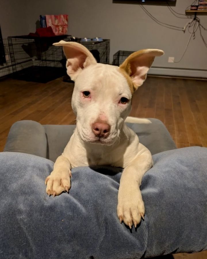 Hazel (Zuri Litter) 1
