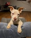 Hazel (Zuri Litter) photo 1